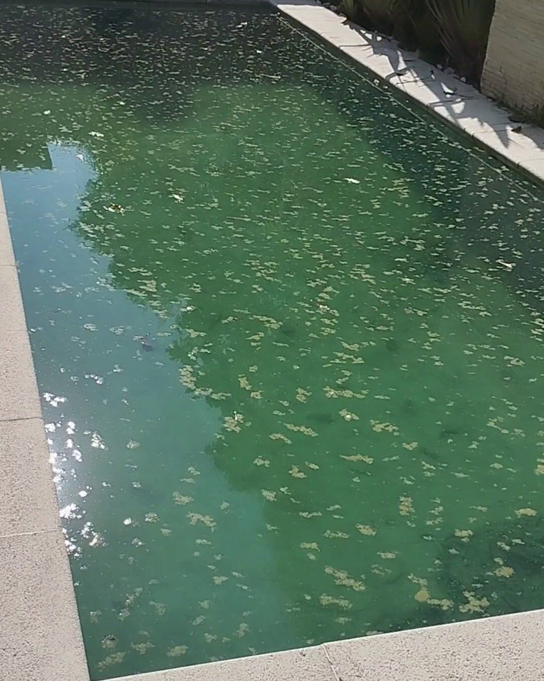 Piscina retangular com água verde e folhas na superfície